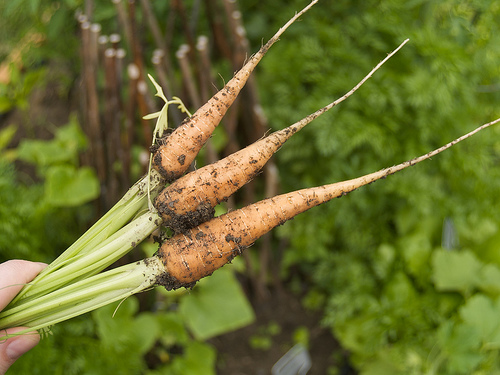 Carrots!