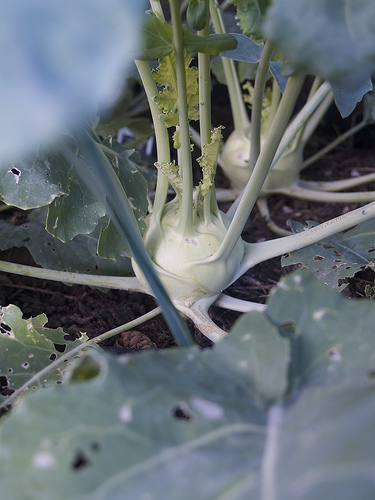 Kohlrabi Kohlrabi