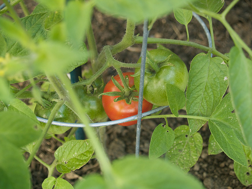 Stupice heirloom tomato First tomatoes of the year - Stupice