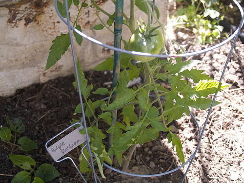 First tomatoes of the year - Purple Russians