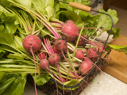 Chioggia Beets