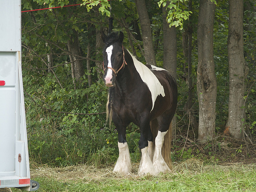 Bo, a rare Gypsy Vanner (isn't she just so cute?) 5-Day Ride - Bo, a rare Gypsy Vanner