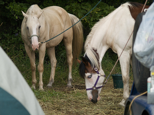 5-Day Ride - King and Ellie