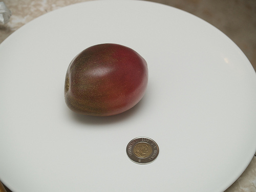 Purple Russian Tomato