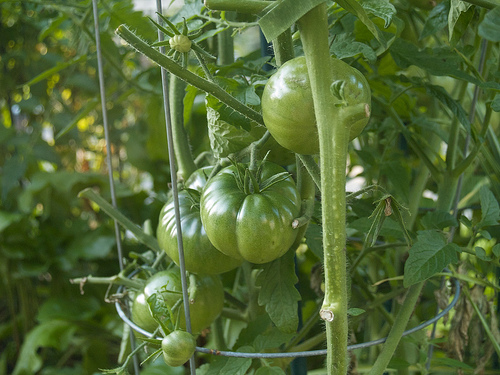 Garden at beginning of August