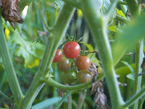 Red Currant Cherry Tomato