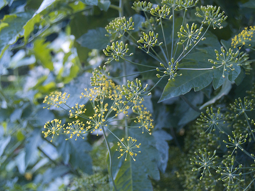 Dill Garden at beginning of August