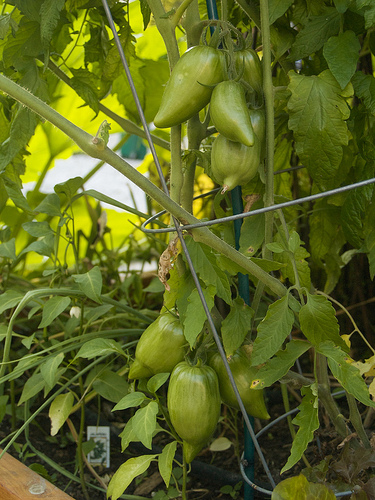 Green roma tomatoes Garden at beginning of August