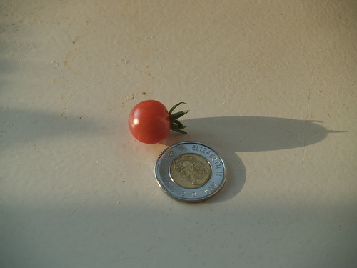 Red Currant Cherry Tomato