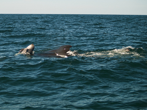 Pilot whale mamas with their calves Pilot whales at Pleasant Bay, Cape Breton