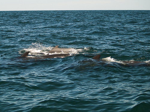 Pilot whales at Pleasant Bay, Cape Breton