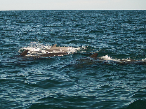 Pilot whale mamas with their calves Pilot whales at Pleasant Bay, Cape Breton
