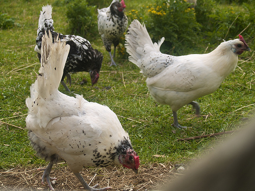 Louisbourg chickens Fortress of Louisbourg chickens
