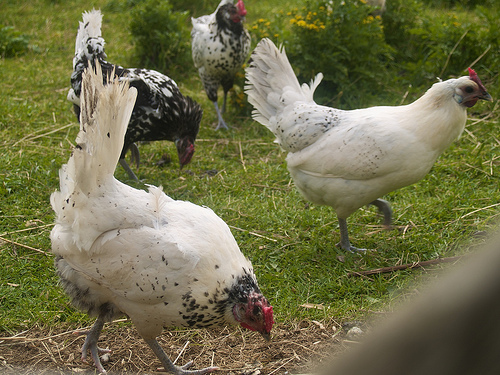 Fortress of Louisbourg chickens