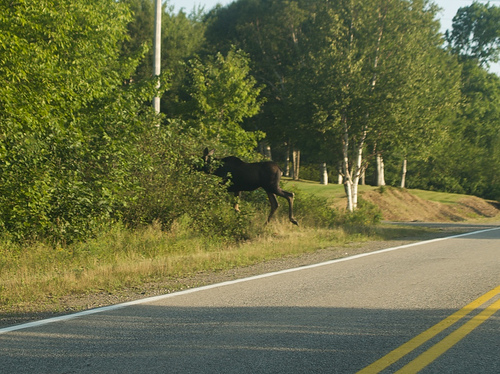 Cape Breton moose-miss