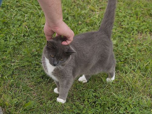Trout River boardwalk kitty Trout River kitty
