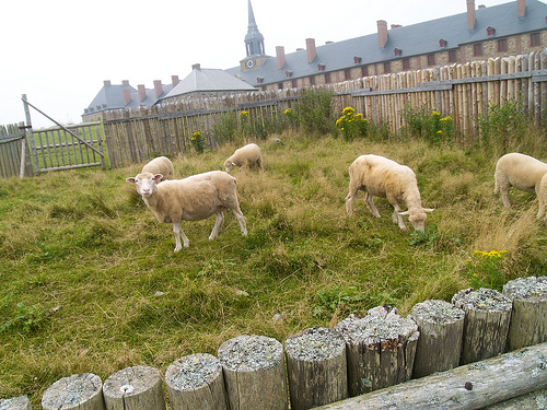 Sheep! Fortress of Louisbourg sheep