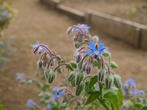 Borage in the garden Fortress of Louisbourg potager