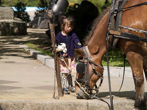 Little girl feeding a carriage horse in the Old City So cute!