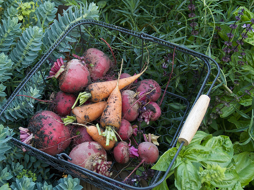 Last of the beets and some carrots