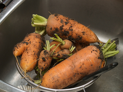 Last of the carrots