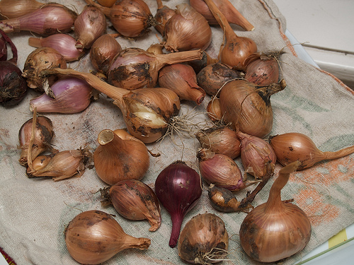 Onions and shallots