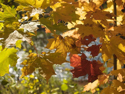 Thanksgiving weekend, Haliburton Highlands