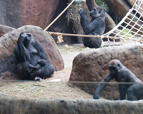 The latest edition to the gorilla family (b. Sept. 2) Calvin's B-Day at the Zoo