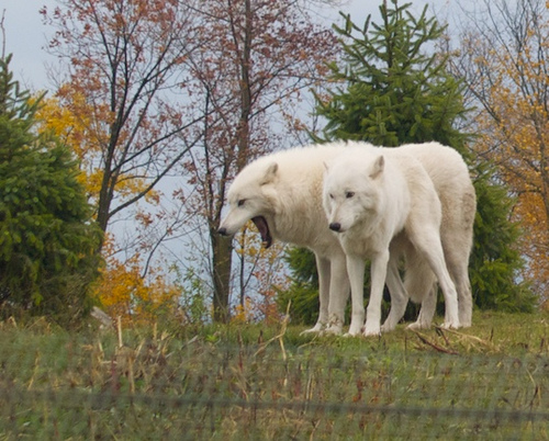 Arctic Wolves at the Tundra exhibit Calvin's B-Day at the Zoo