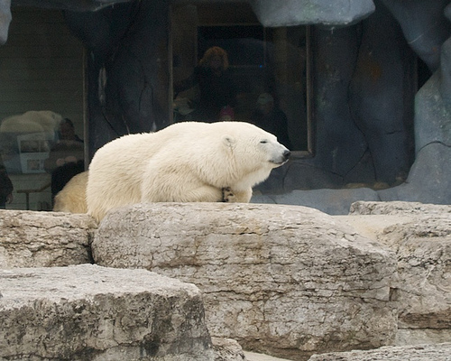 Polar bears at the Toronto Zoo Calvin's B-Day at the Zoo