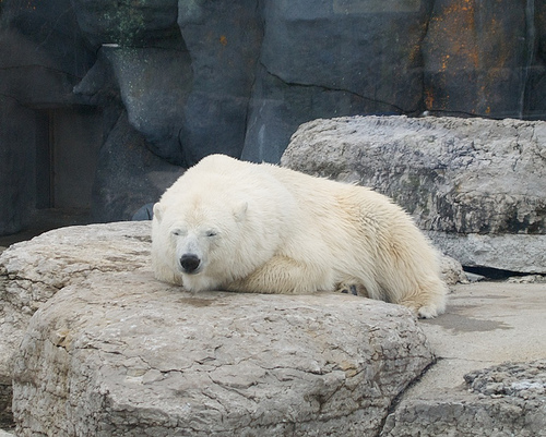 Polar bears at the Toronto Zoo Calvin's B-Day at the Zoo