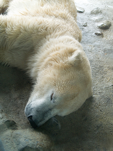 Polar bears at the Toronto Zoo Calvin's B-Day at the Zoo