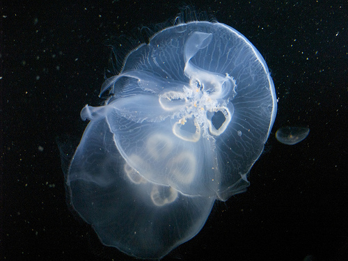 Jellyfish at the Great Barrier Reef display Calvin's B-Day at the Zoo
