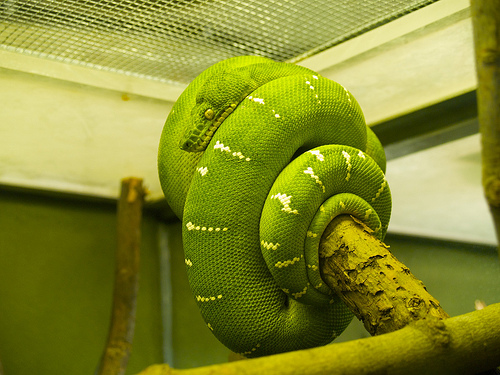Green Snake Calvin's B-Day at the Zoo