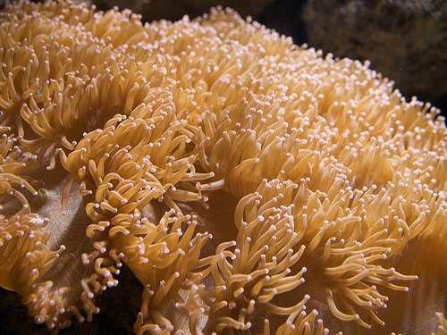 Anemone at the Great Barrier Reef display Calvin's B-Day at the Zoo