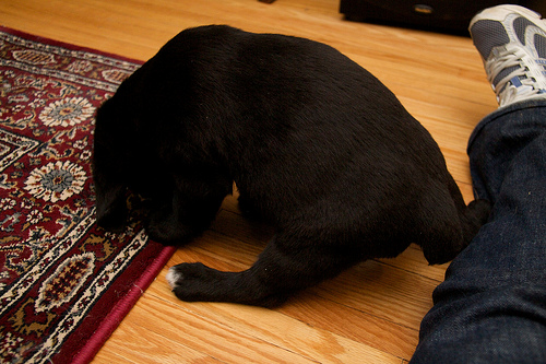 Stumpy tail alert Luna - Day 1 - 6.5 wks old
