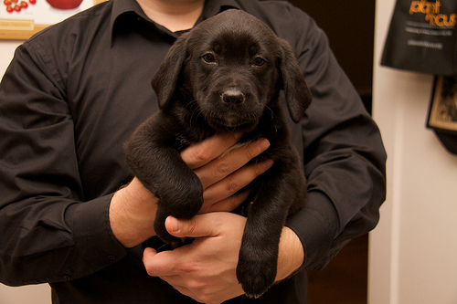 Luna, our little lunatic Luna - Day 1 - 6.5 wks old