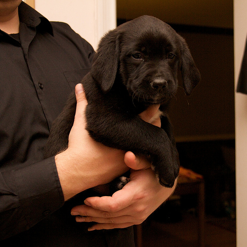 Way too much cute Luna - Day 1 - 6.5 wks old