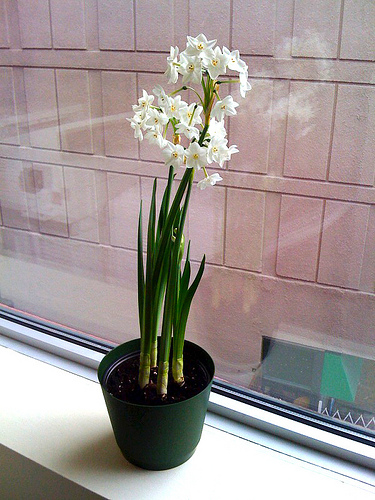 Paperwhite flowers Stinky Paperwhites