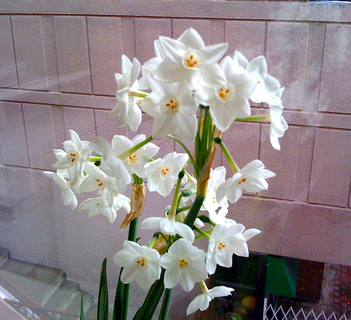 Paperwhite blossoms Stinky Paperwhites