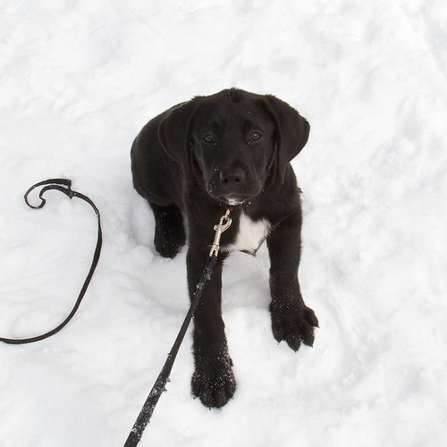 Luna Tuna playing in the snow Luna - first time at the cottage