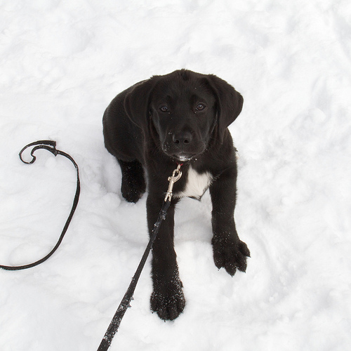 Luna - first time at the cottage