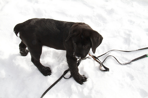 Pay special attention to the super cute tuft of hair on the stubby tail. Luna - first time at the cottage