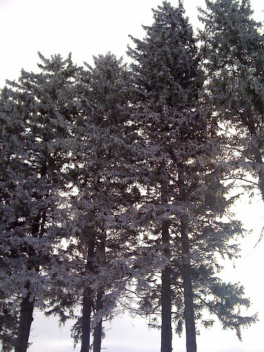 Hoarfrost at the farm Hoarfrost at the Farm