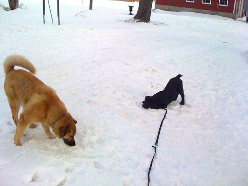 Luna meets Harvey for the first time Luna - first time at the farm
