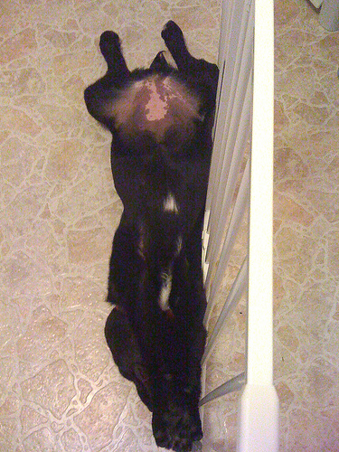 The belly Luna belly