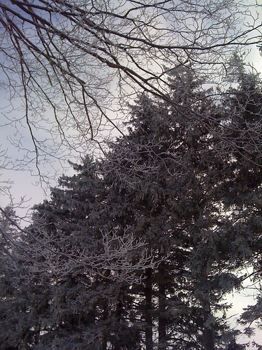 Hoarfrost at the Farm