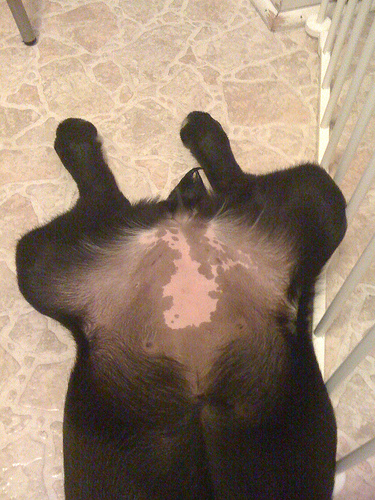 The belly up close Luna belly