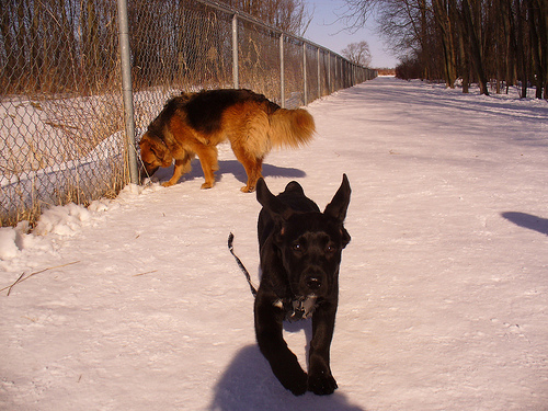 The great flying Luna Luna & Lola at the Stratford Dog Park