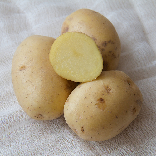 Yukon Gold - a potato workhorse Yukon Gold potatoes